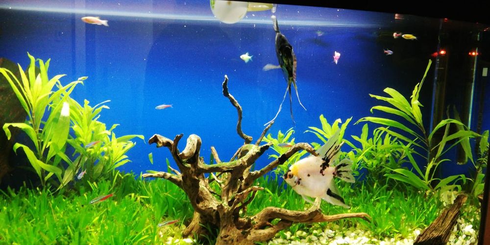 Acvariu pești Diversa 120 de litri cu toate accesoriile.