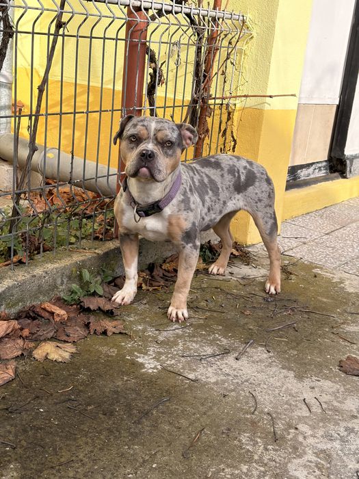 Femela American Bully