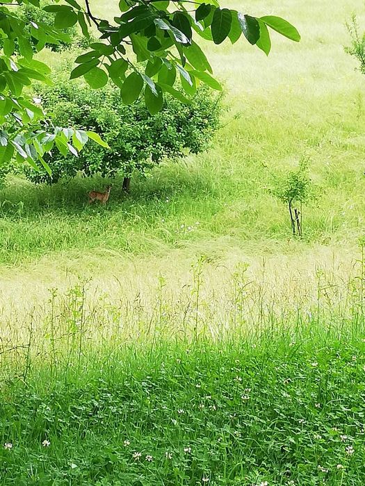 teren 11000 mp la padure in Budeasa Mica