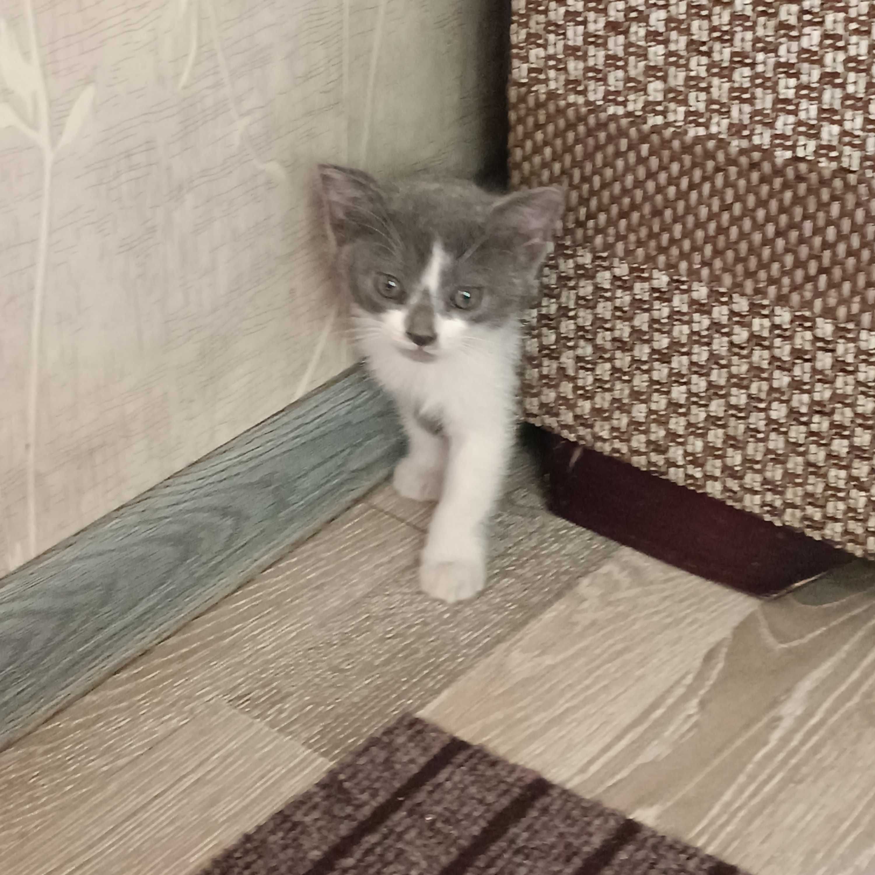 Продаются котята