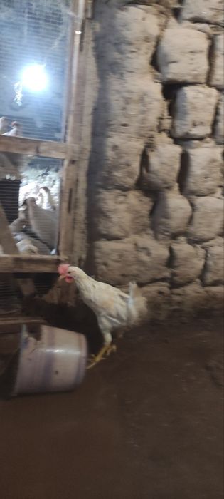 Сенди жужалари  сотилади