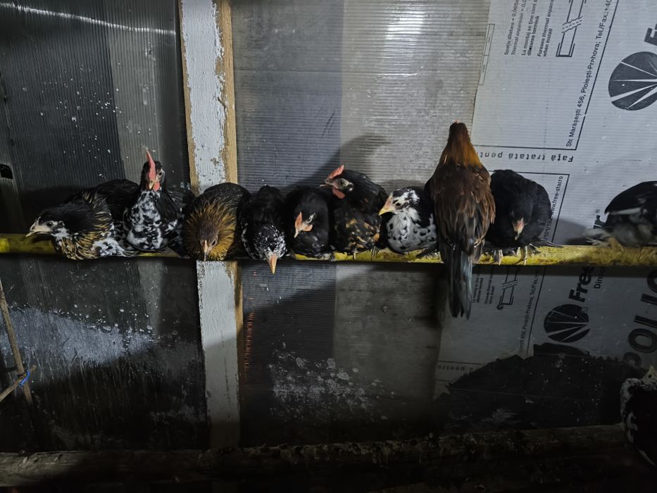 Vând găini și cocosi rasa pitica