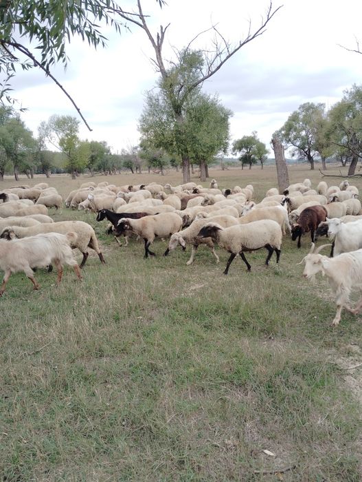 Vând 170 de oi și 50 de capre.