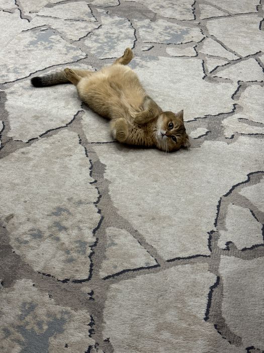 Zolataya shinshila 11 oylik kasteratsiya qilingan. Passporti bor.