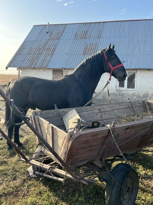 Vand cal calu are 8 ani