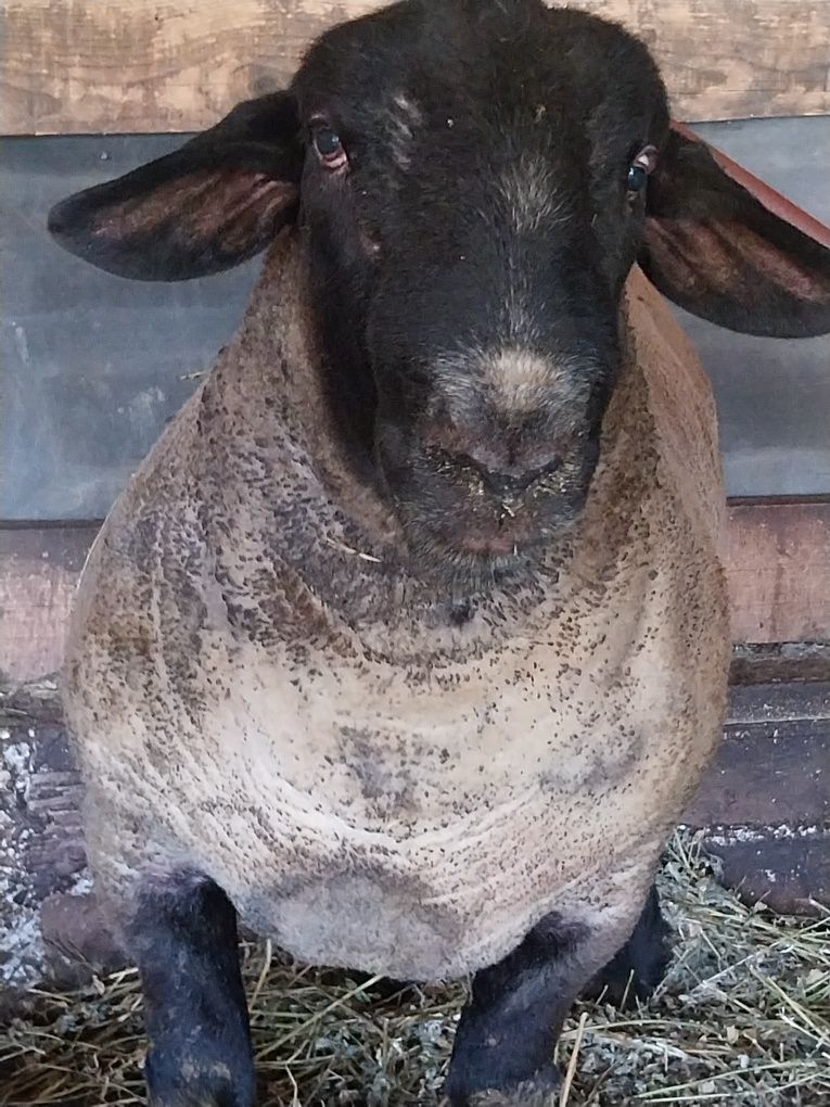Berbec suffolk  mieluțe carabaș două foarte frumoase