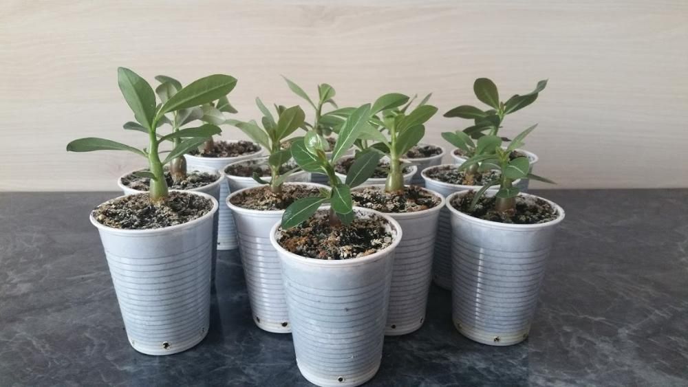 Adenium - Trandafirul Desertului De Vanzare