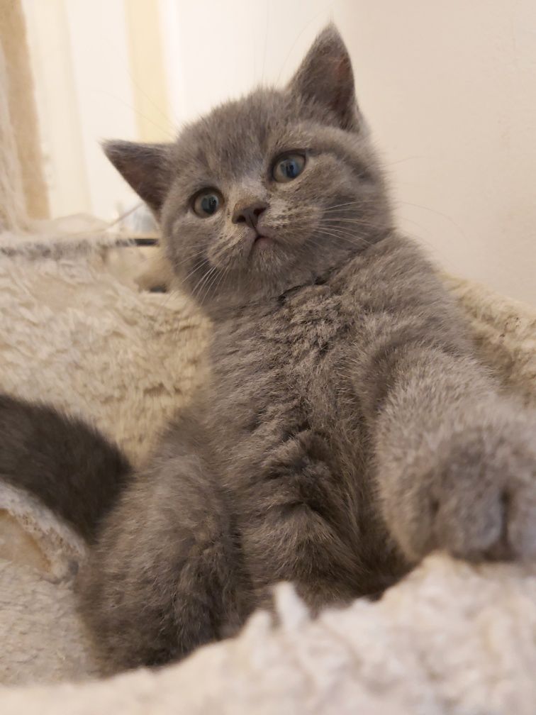 Motanei British Shorthair