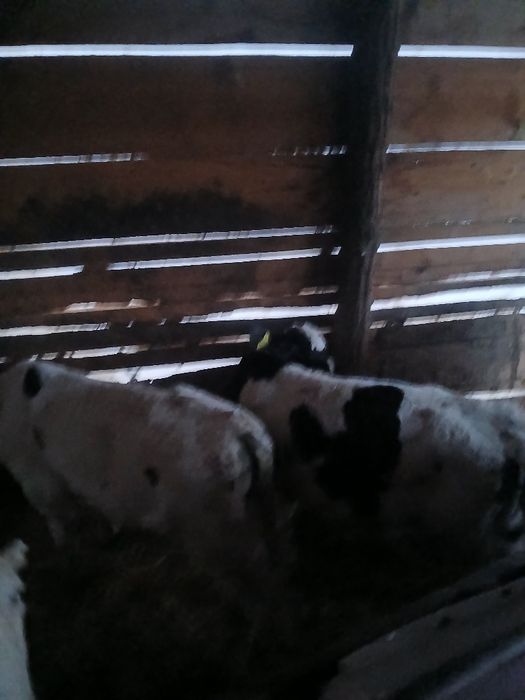 Vând 2tauras  de o luna jumate