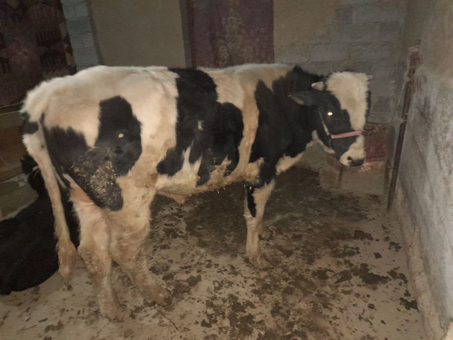 Mol sotiladi  kelishilgan holda sotiladi mol kami bor