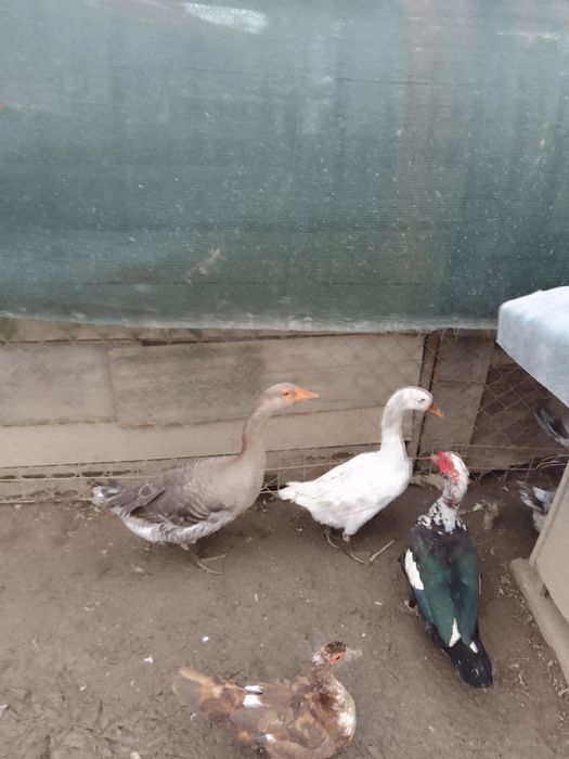 Vând mari gâște Toulouse și gaste Americane