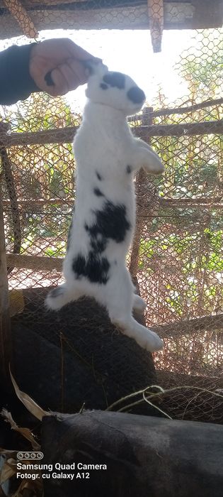 Iepuri fluture german