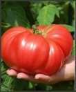 Gigant Rosu (60 seminte)  rosii  foarte mari pana la 2 kg