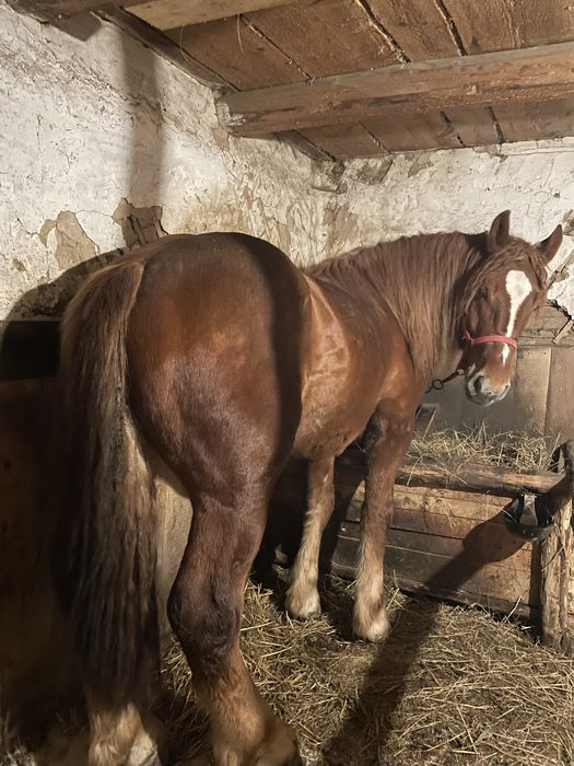 Vand armasar, de 2 ani