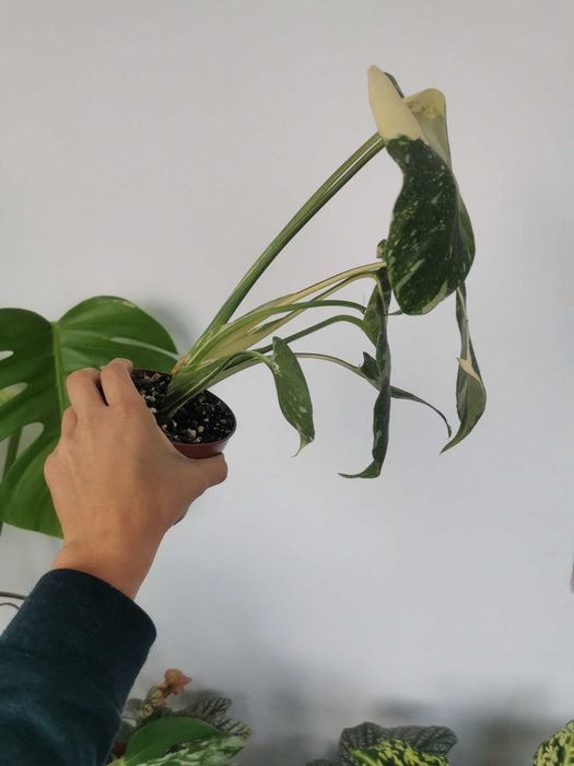 Monstera thai constellation