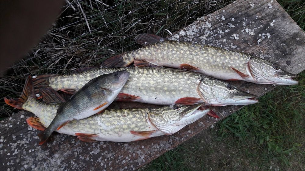 Pescuit sportiv Delta