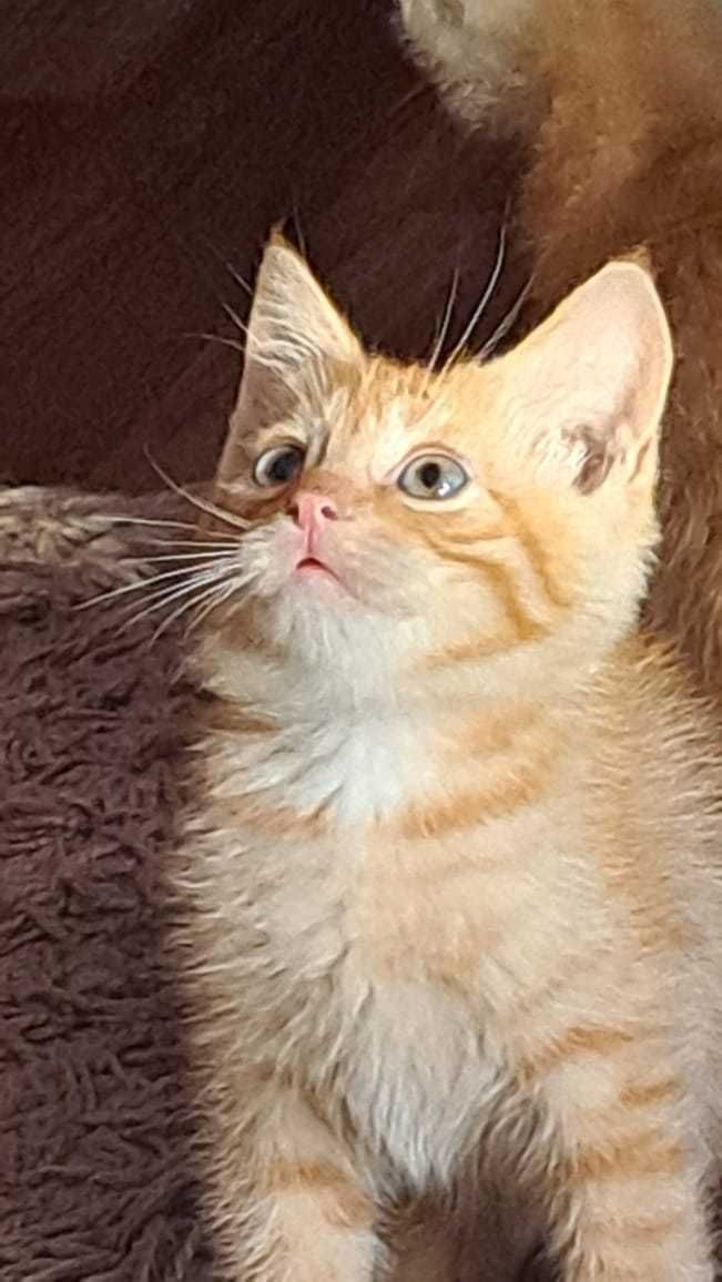 Бесплатно котята