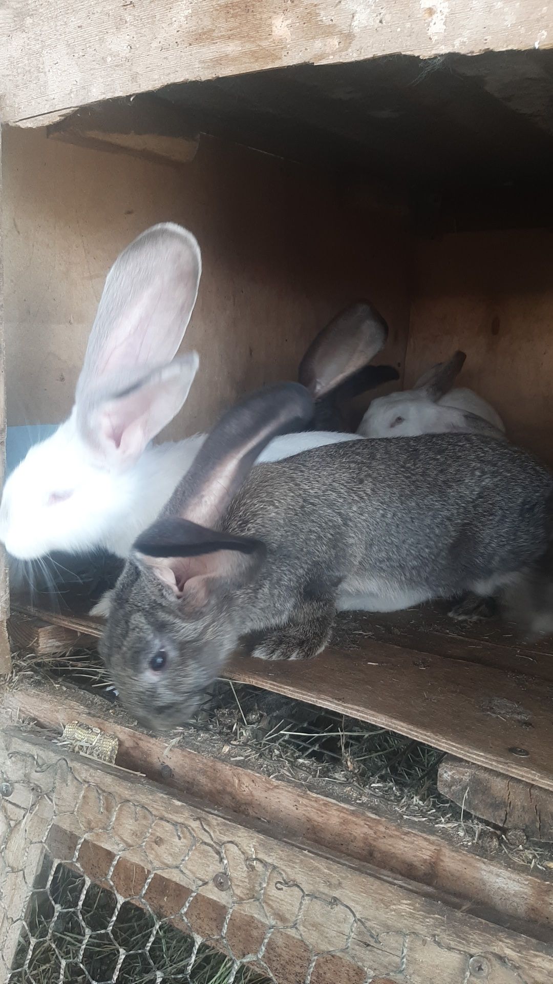 Кролики смешанной породы серый великан с фландром