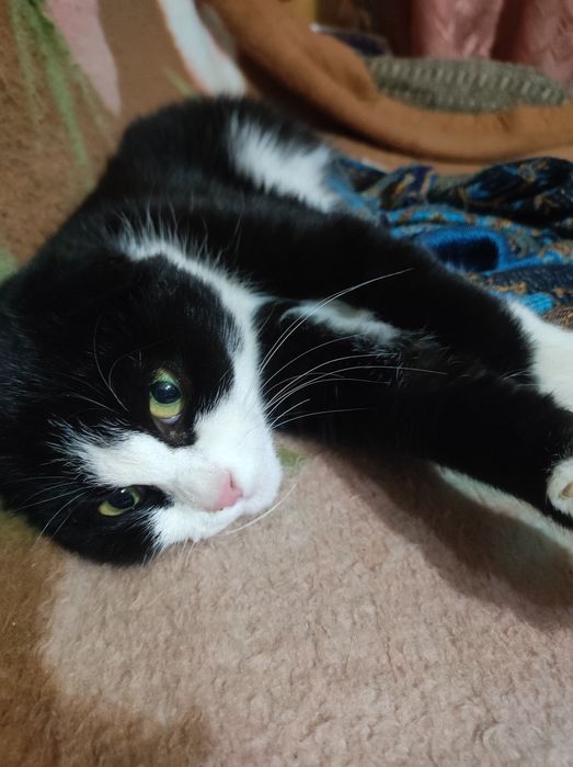 Котёнок 5месяцев , девочка