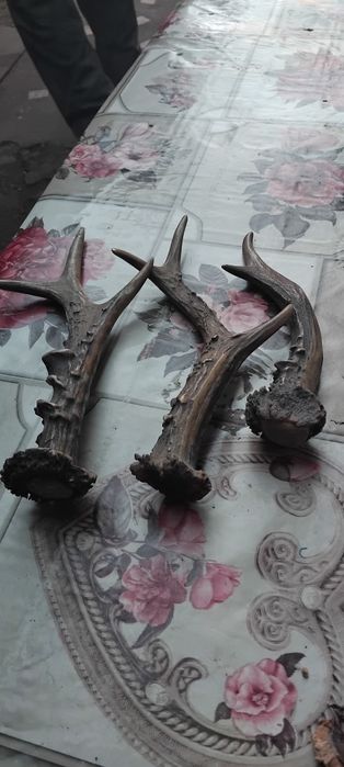 Vând trei coarne de căprior
