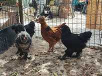 Familie tanara de motate barboase golase deosebite