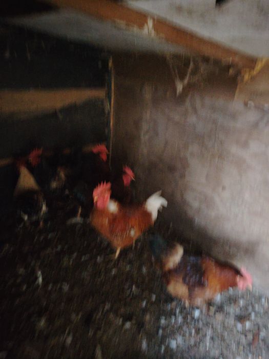 Cocosi tineri frumosi