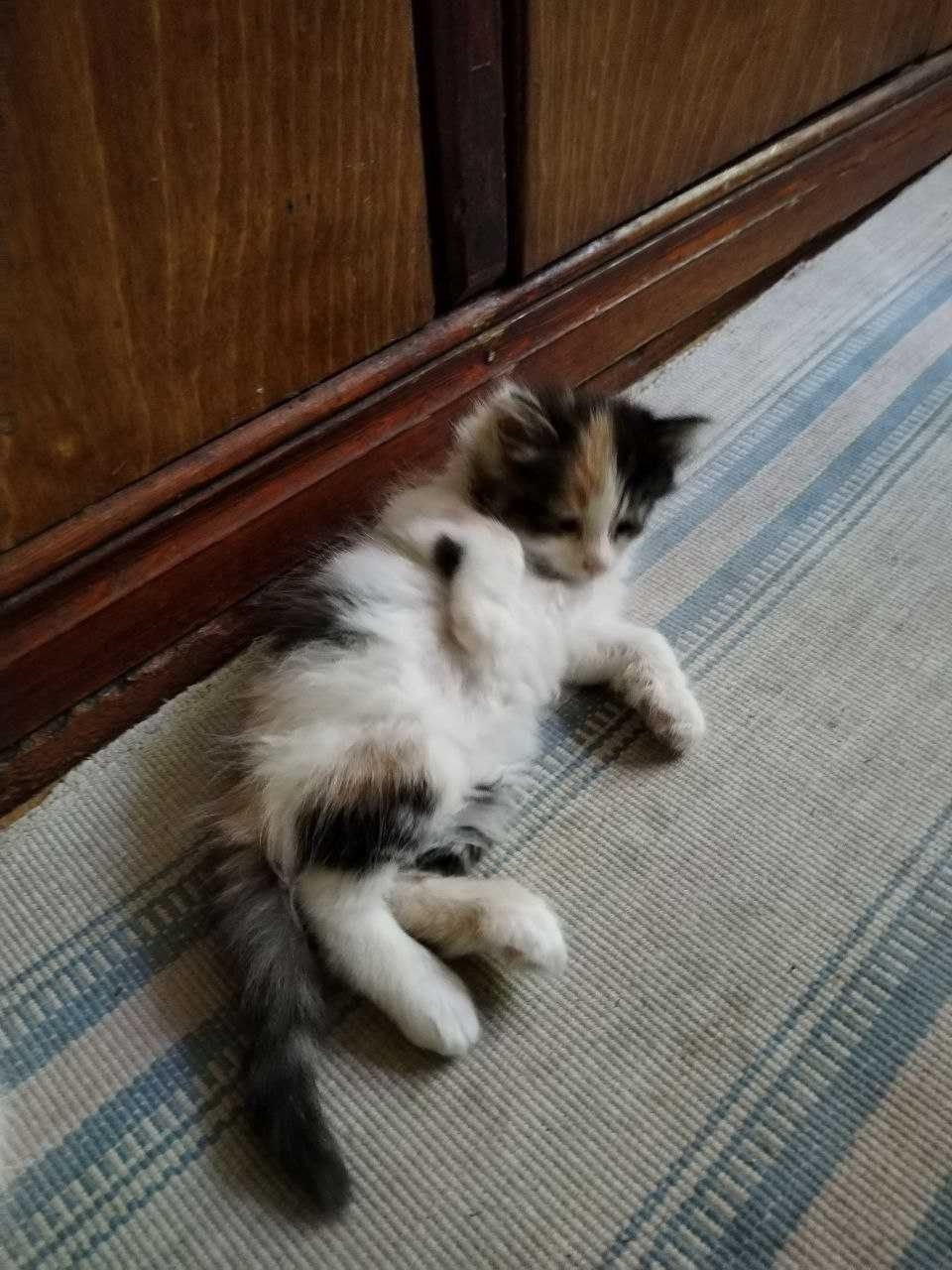 Отдаем приученых котят