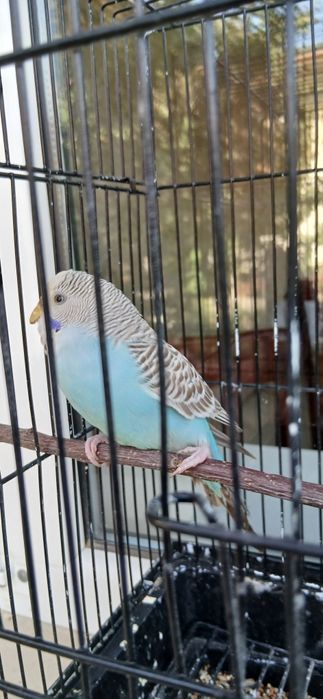 Toʻti 4-5 oylik qizbolasi