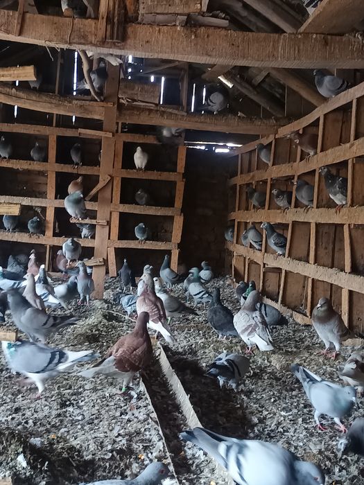 Porumbei voiajori sport