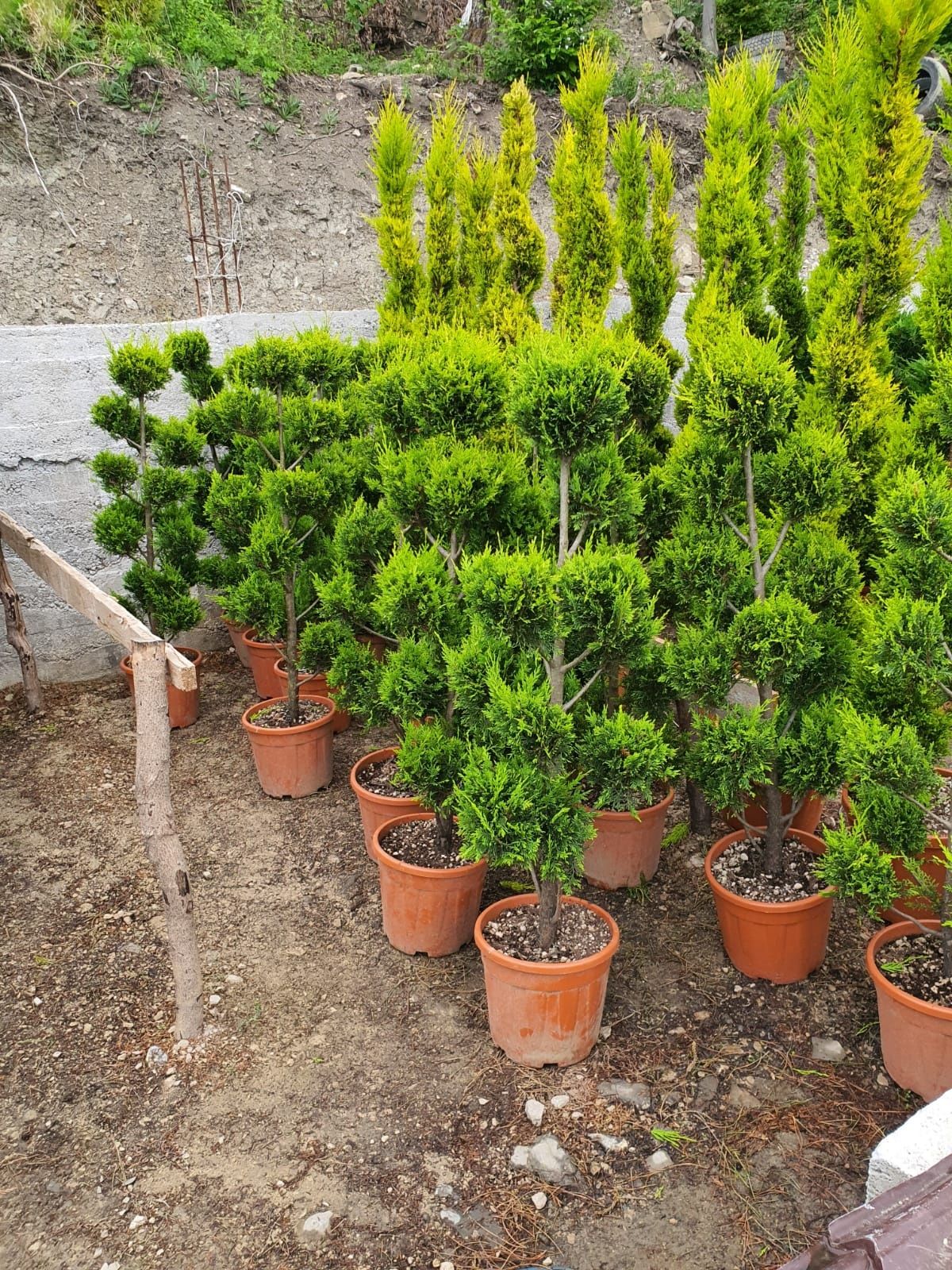 Plante ornamentale gazon rulou arbori si arbusti