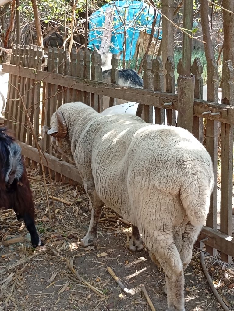 Berbec merinos de Palas