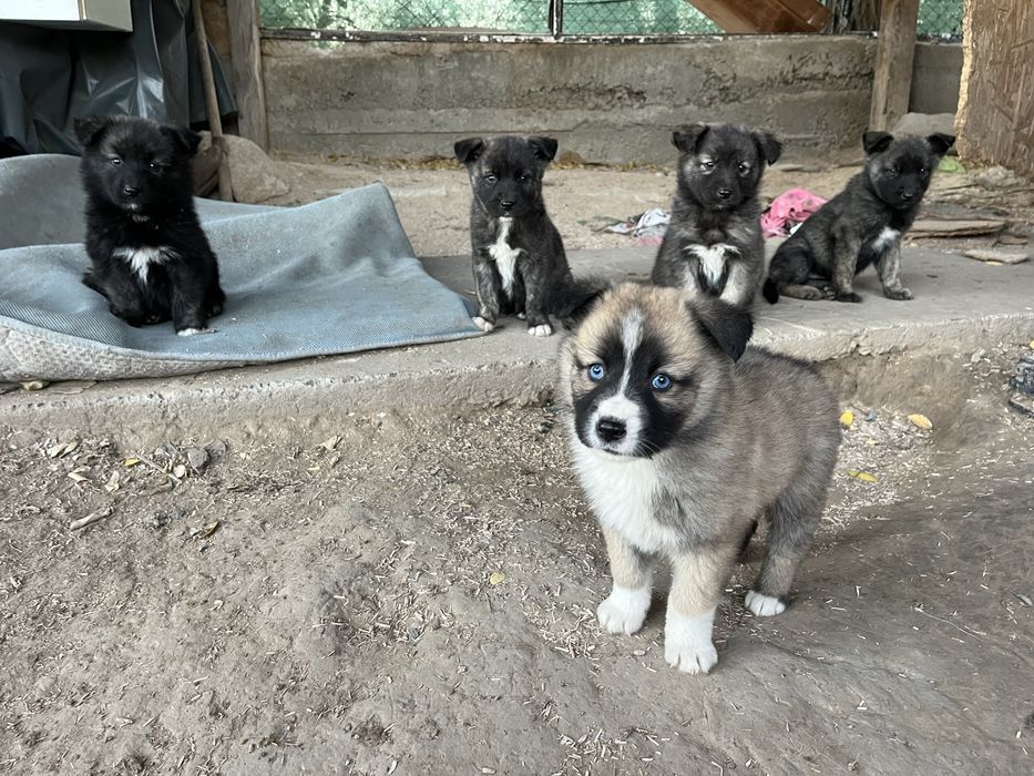 Donez spre adoptie pui din husky. Somova, Tulcea.