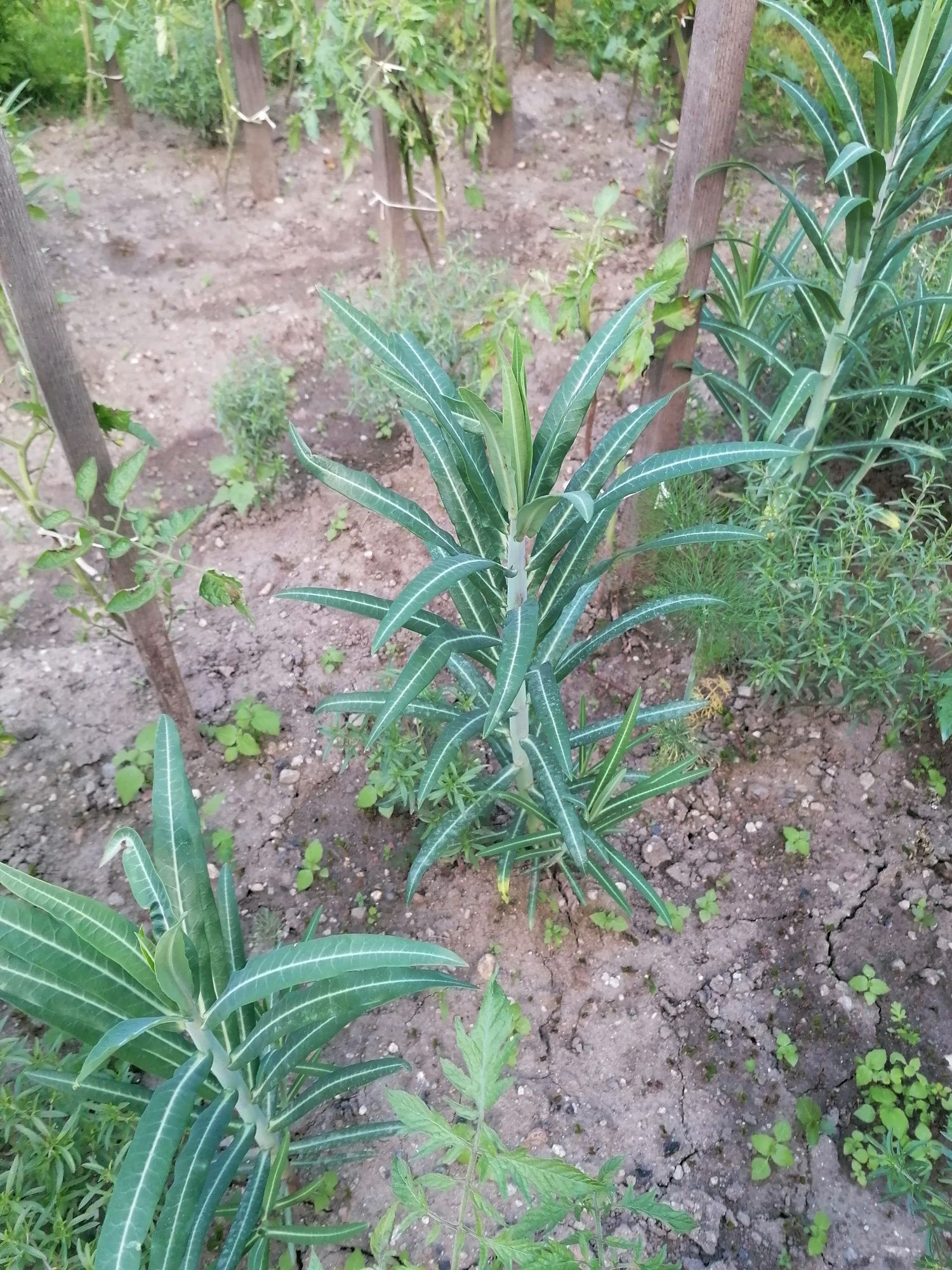 Planta care alunga cartita si alti daunatori