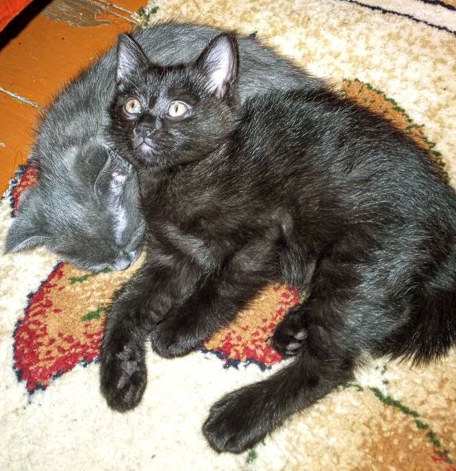 Отдам котенка в хорошие руки!