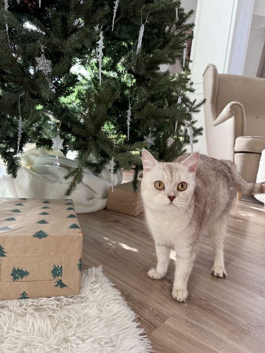 Кошечка шотландская. Стерилизованная