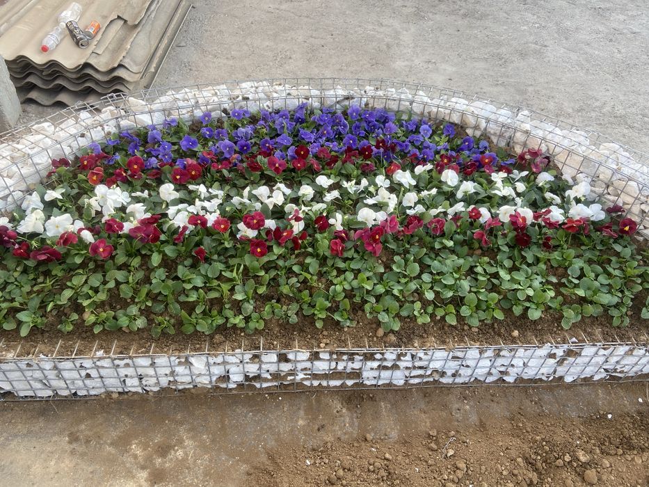 Mavsumiy viola gullari