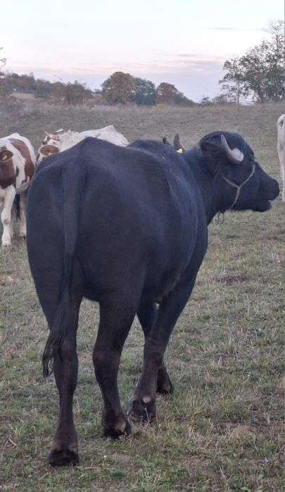 Vând jurnică de bivol