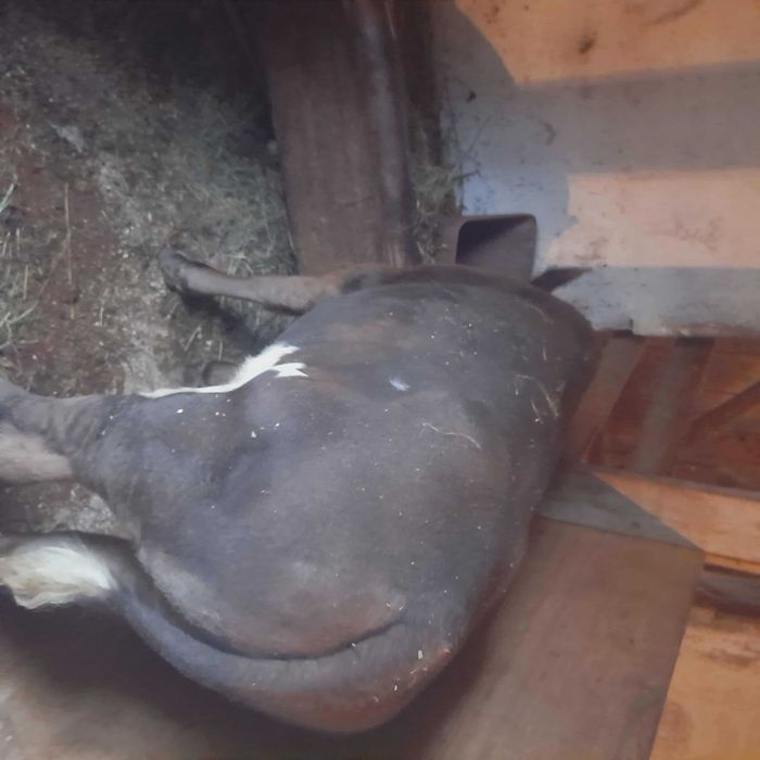 VAND vitel de 2,5 luni