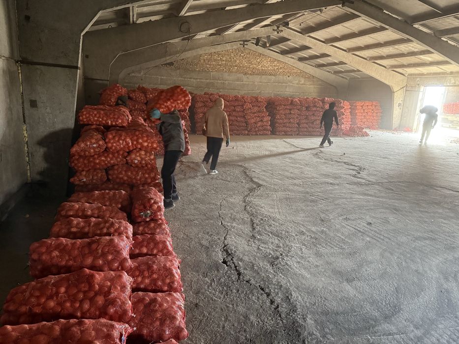 Лук Манас F1, Пандеро F1