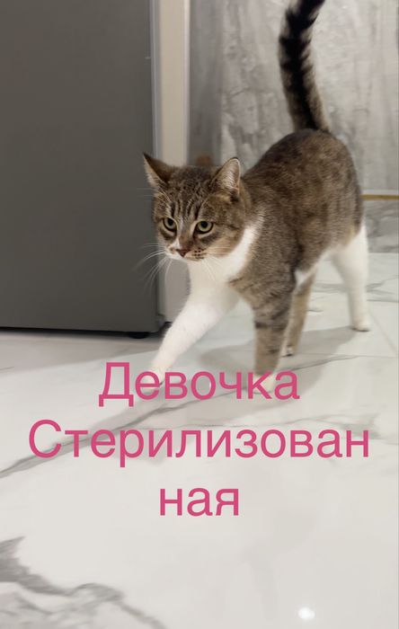 Отдаем В добрые руки