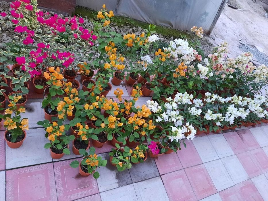Bugunveliya guli