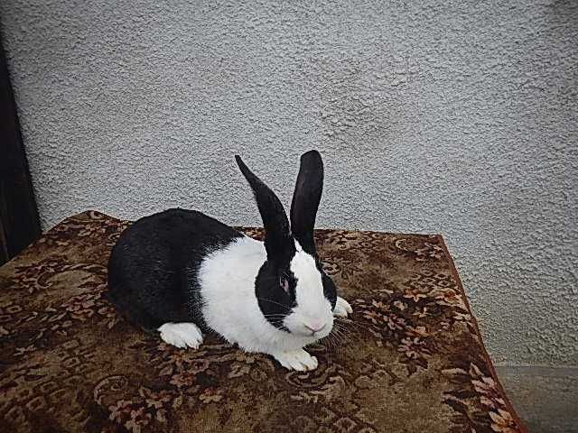 Hycole Francez -Mascul