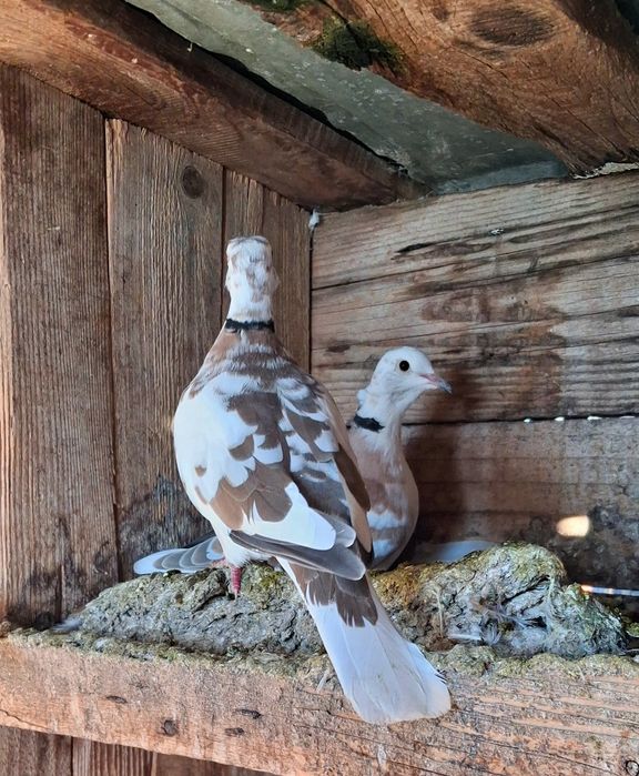 Turturele râzătoare