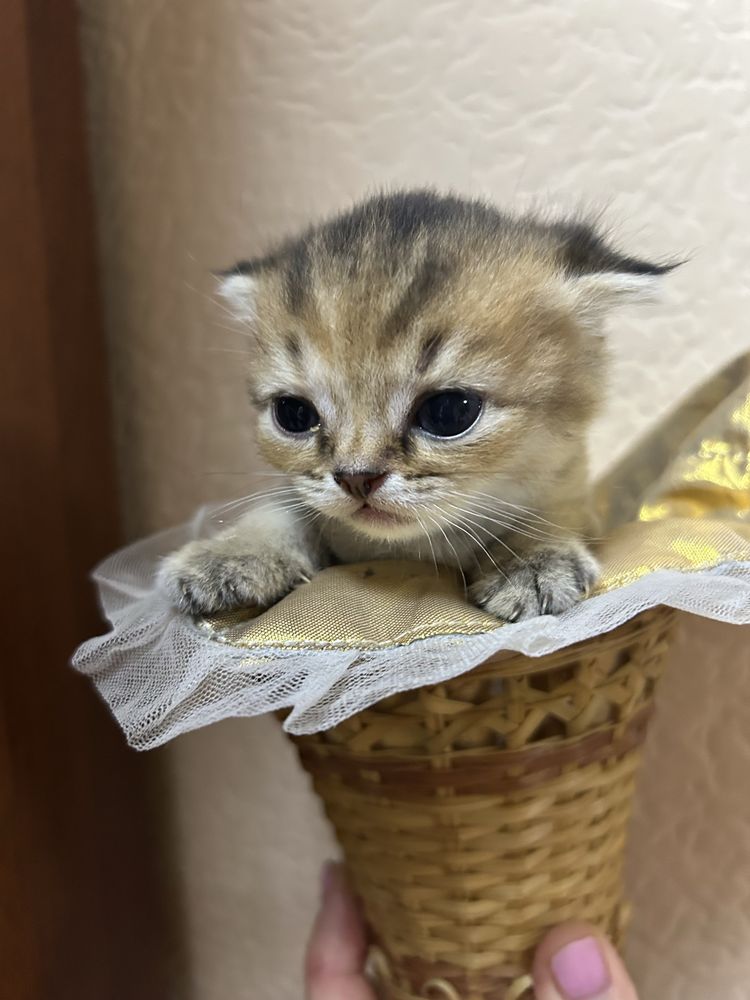 Продается котенок шотландский вислоухий