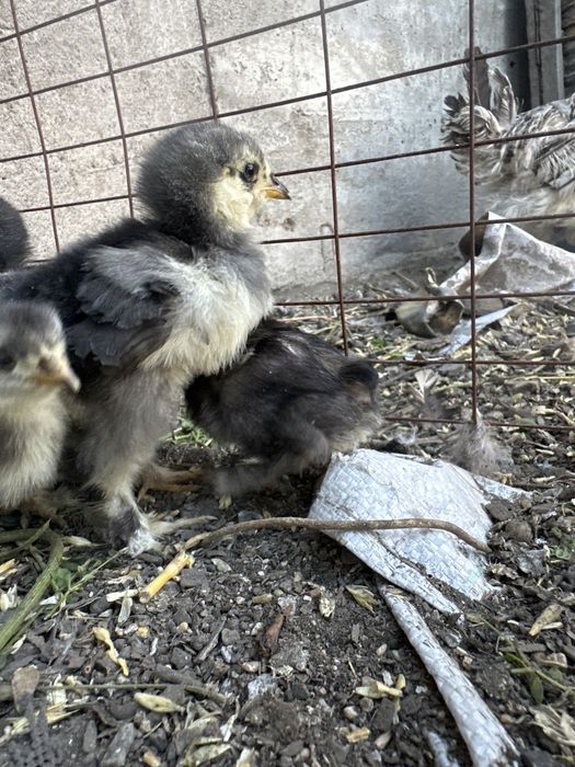 Цыплята - коконхилды