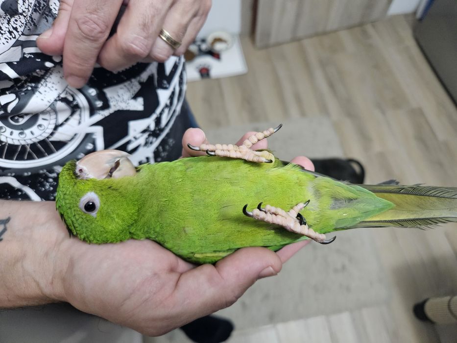 Pui papagal Conur cu Gâtul Roșu / Red Throated Conure