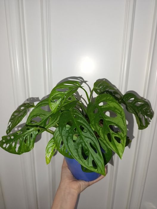 Продаётся монстера