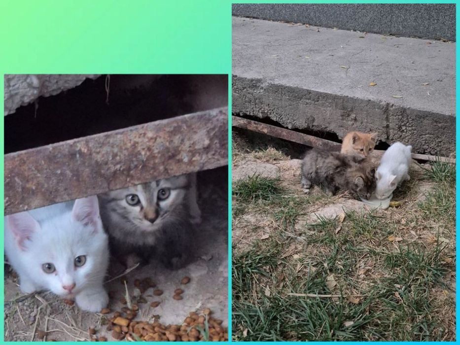 Котята срочно ищут дом!
