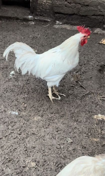 Куры несушки семья 19 кур и петух