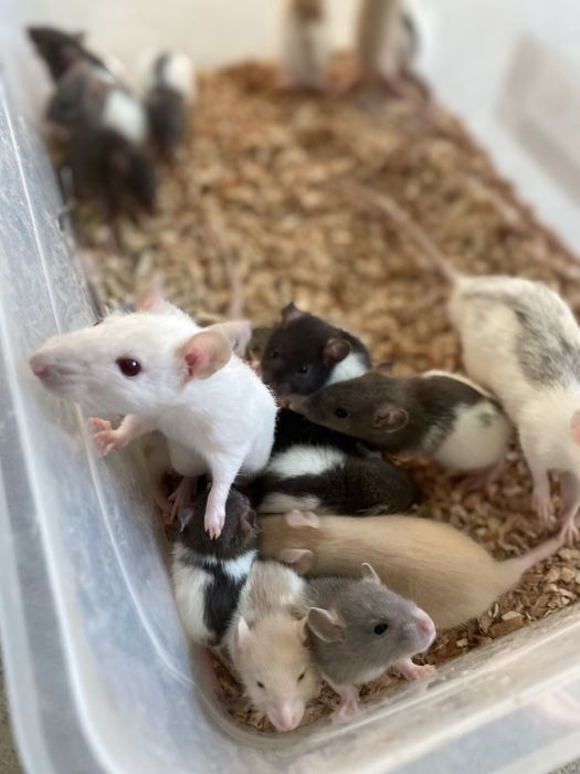 Șobolani cuminti si inteligenti